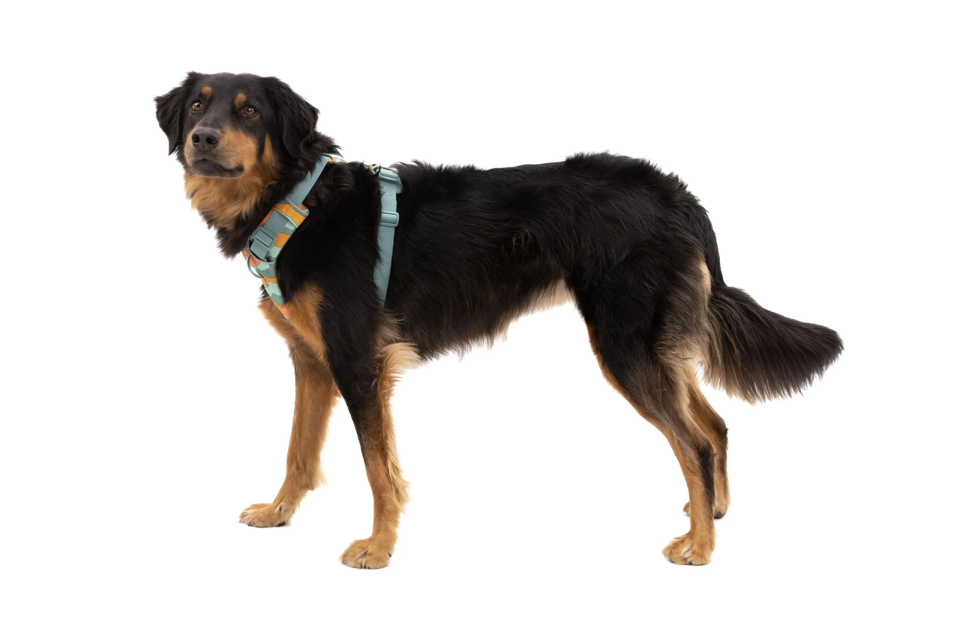 Ruffwear Front Range™ Padded Dog Harness (Basalt Gray)